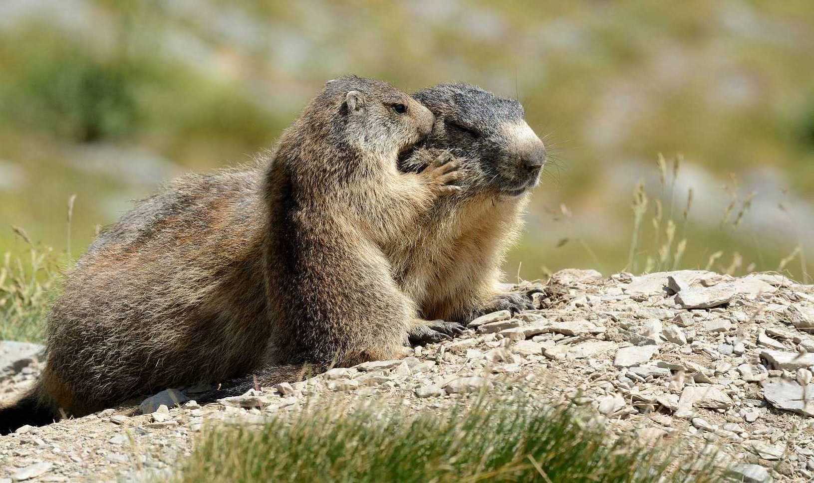 Programme Marmottes du Mercantour